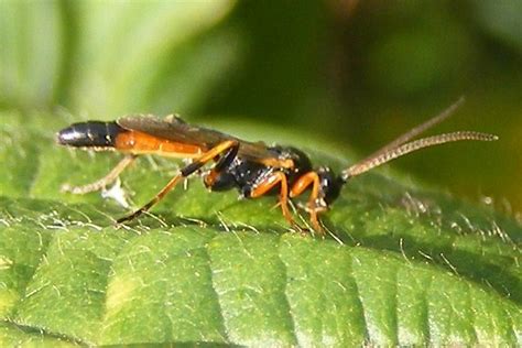 Ichneumon Wasp Ichneumon Suspiciosus Flickr Photo Sharing