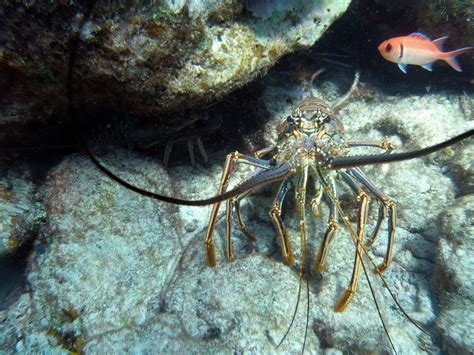 Coral And Invertebrates Spiny Lobster Hiding In Rocks