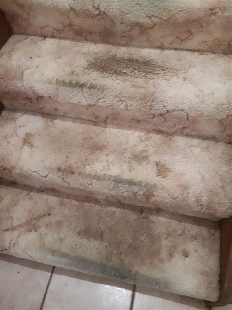 There are carpets that can be installed wall to wall, and carpets that can. Carpet Cleaning, Pest Control Caboolture and Brisbane ...