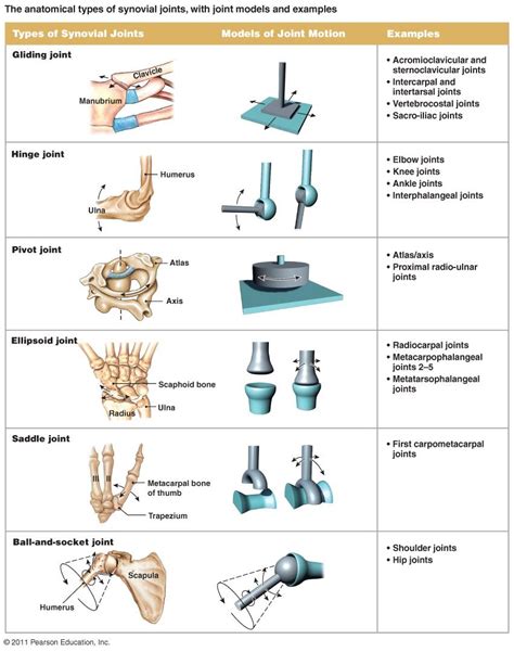 Types Of Joints Human Body Anatomy Human Joints Joints