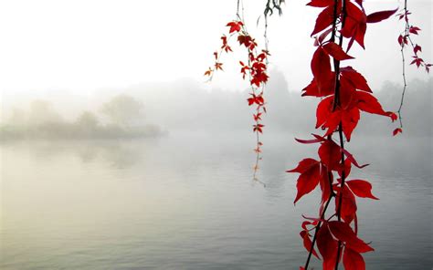 Nature Leaves Autumn Fall Seasons Maple Branch Lakes Pond Morning Fog