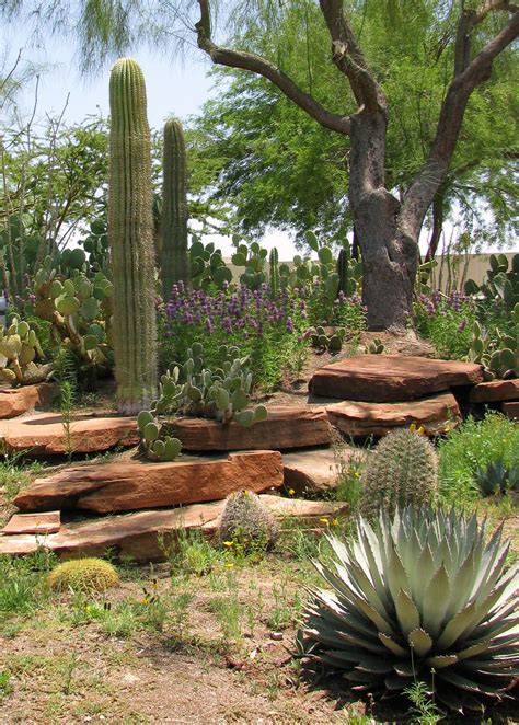 The gardens, and the factory itself, are open to the public with no admission charge. cactus garden | ethel m chocolates, las vegas | saramarie ...