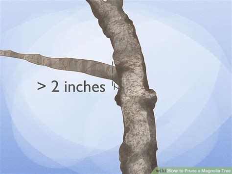 How To Prune A Magnolia Tree 14 Steps With Pictures Wikihow