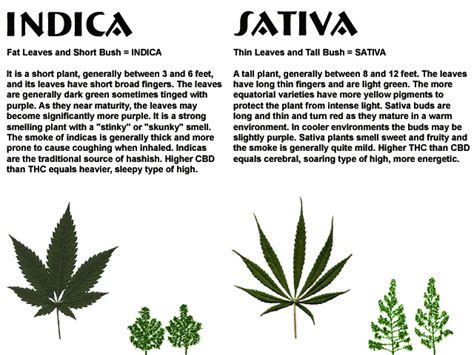 A sativa weed plant also has a finer leaf. Sativa vs Indica - Whats the difference between them ...