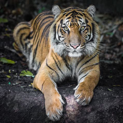 Tigre De Sumatra Wikipédia A Enciclopédia Livre