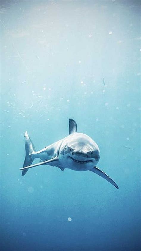 Shark Wallpaper Discover More Background Desktop High Resolution