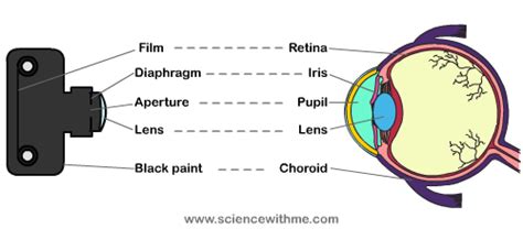 How Do Eyes Work Human Eye