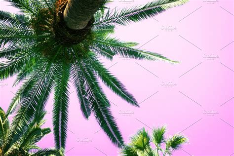 Palm Tree On Pink High Quality Nature Stock Photos ~ Creative Market