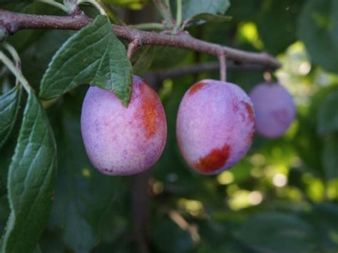 Śliwa Królowa Wiktoria Prunus Domestica Sadzonki W Dobrej Cenie