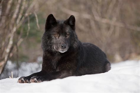 They can roam up to 125 miles in a given day to look for food. pet selection - How can I find a dog that looks like a ...
