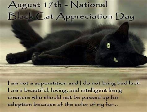 Aug 17th Black Cat Appreciation Day History Interesting Facts Wishes