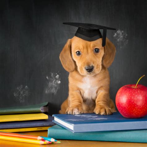 Best Dog School Stock Photos Pictures And Royalty Free Images Istock