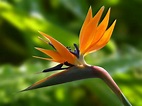 Bird of Paradise Plant Care at Home (Essential Guide) - Petal Republic