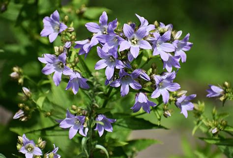 How To Grow Campanula Bellflower Uk