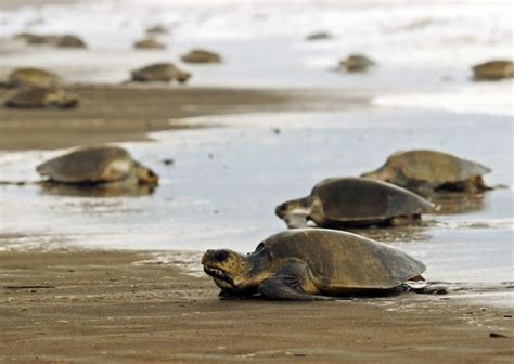 Tortugas En Peligro De Extinci N Invaden Las Playas Del Pac Fico De