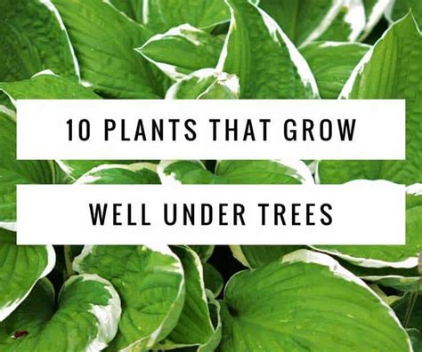 10 Plants That Grow Well Under Trees
