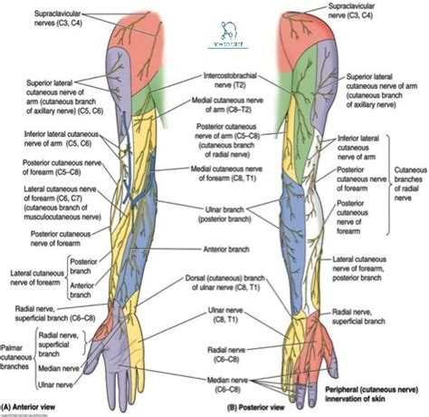 The biceps is attached to the arm bones by tough connective tissues called tendons. Upper Limb Question With Answer P.2 » How To Relief