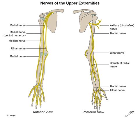 Upper Extremity Nerves USMLE Strike