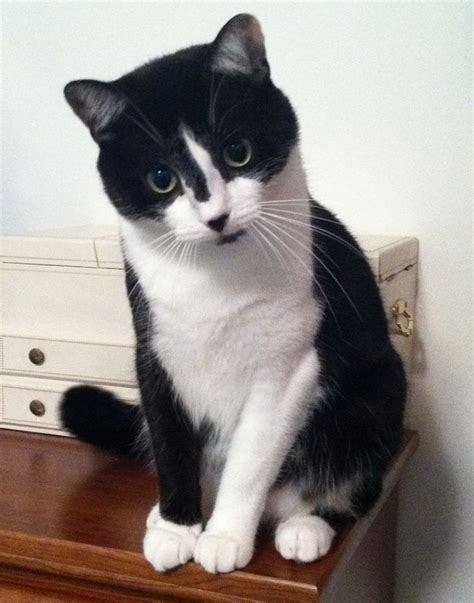 Handsome Tuxedo Cat Cats Enough Said Pinterest