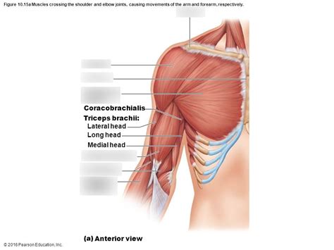 Shoulder Muscles And Tendons Diagram Quizlet