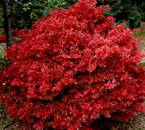 Acer Palmatum Shaina Red Japanese Maple Tree Kigi Nursery