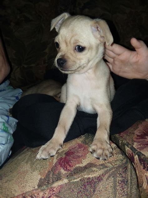 39 Chihuahua Puppy For Sale In Ohio Picture Bleumoonproductions