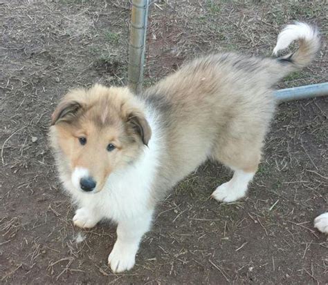 Beautiful Akc Collie Puppies Lassie Typeupdated 3 5 15 For Sale In