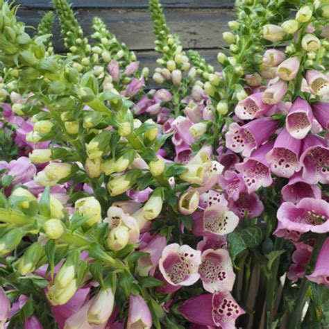How to ship flowers to the uk after brexit? Perennials for Canada: 10 Flowers Perfect For Canadian ...