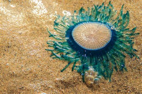 Rare Blue Jellyfish Like Creatures Wash Ashore In Nj Puzzling