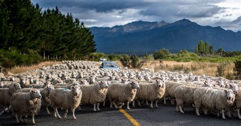 How Many Sheep Are In New Zealand Heres The Data