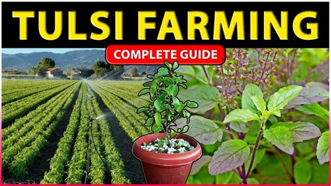 Tulsi Farming Guide How To Grow Holy Basil Plant From Seeds