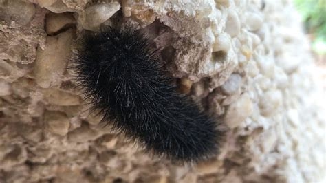 Black Woolly Bear Caterpillar Youtube