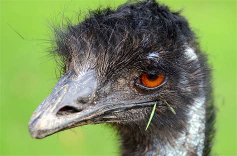 Emu 11 Facts About Australias National Bird
