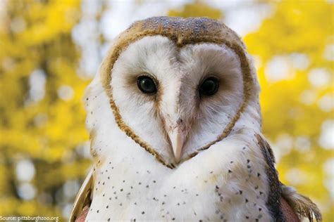 Interesting Facts About Barn Owls Just Fun Facts