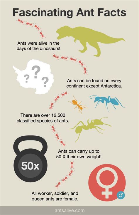 Fascinating Ant Facts Infographic Ants Science Facts For Kids Ants