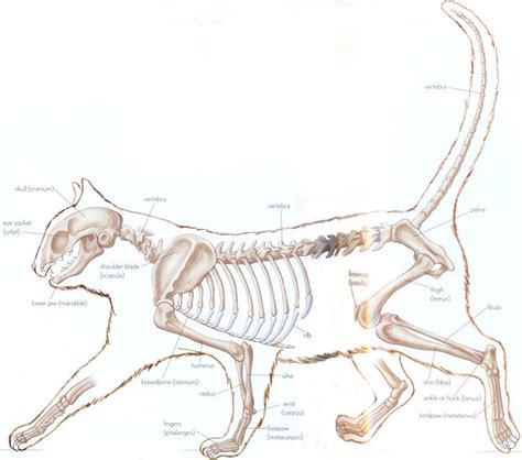 Cat Skeleton I Like The Up Tail Seems Friendlier Combo Of This And