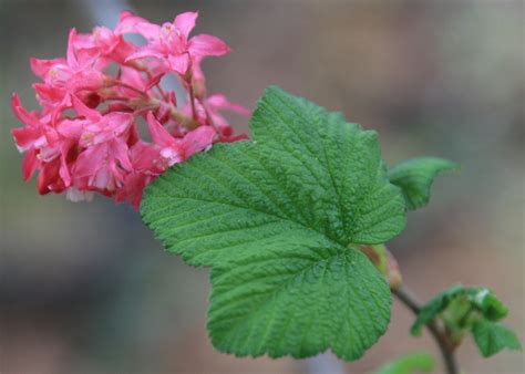 Red Flowering Currant — Underwood Conservation District