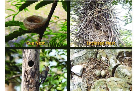 Bird Nests Vary Greatly In Design With Infinite Variations Of Four