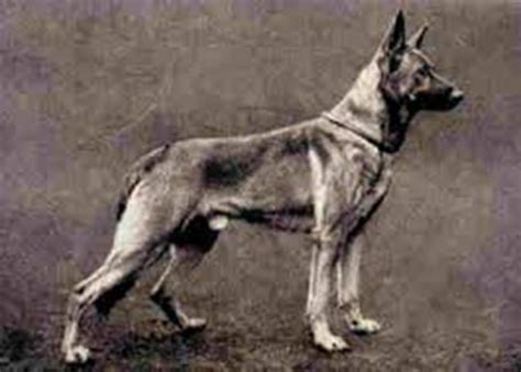 This Is What Your Favourite Dogs Used To Look Like Uncategorised