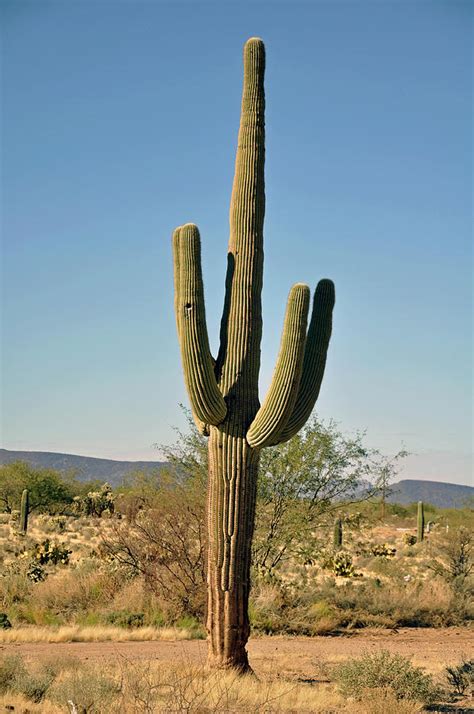Arizona Cactus Photograph By Helen Haw