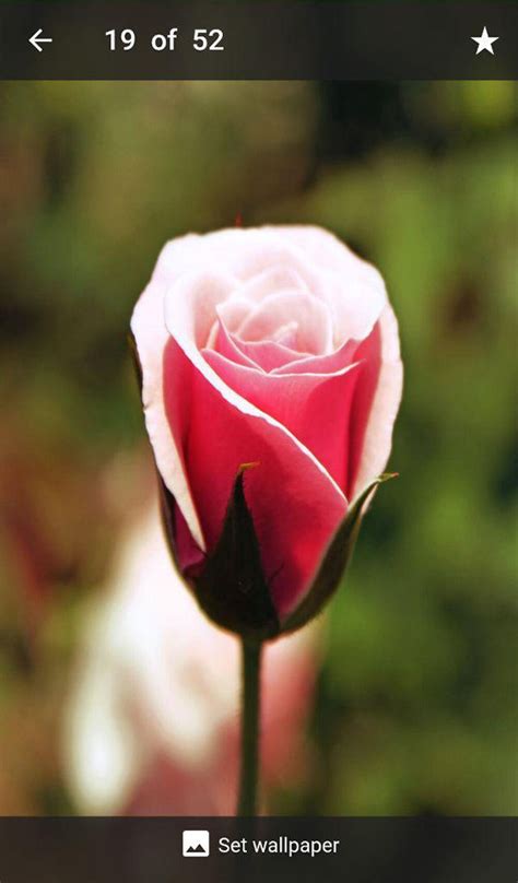 Merupakan bagian bunga yang mempunyai bentuk paling indah, memiliki warna tertentu. 44+ Background Kelopak Bunga Mawar