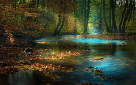 Nature Landscape Forest River Fall Leaves Sun Rays