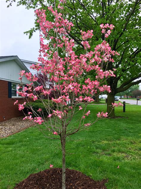 Pink Dogwood Tree Pink Dogwood Tree Trees To Plant Dogwood Trees