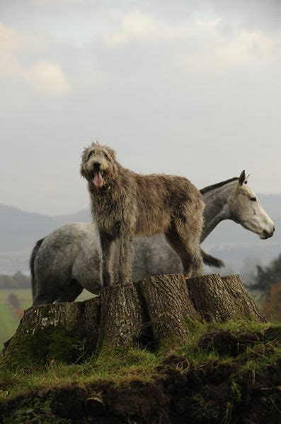 53 Best Irish Animals Images On Pinterest Irish Dog