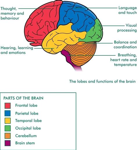 More detail and supporting information is in the main article. Pin by Krista Vrapi on school | Brain anatomy, Nervous ...