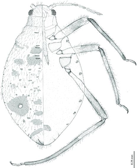 Cinara Bhutanica Sp Nov General View Download Scientific Diagram