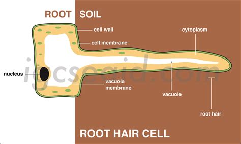 Root Hair Cell Diagram Detailed