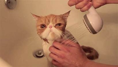 Shower Cat Gifs Showering
