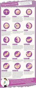 Pregnancy Calendar Pregnancy Stages Pregnancy Facts
