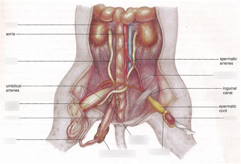 Reproduction And Excretion Of Fetal Pig Male Diagram Quizlet